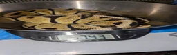 Python Snake reptiles for sale: Various Royal pythons & hatchling rack available  - Advert 4