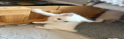 Ragdoll cats for sale: Adorable Gccf registered kittens  in Wakefield - Advert 6