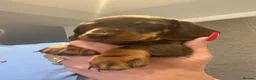 Miniature Dachshund dogs for sale: Genuine miniature dachshund  - Advert 7