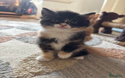 Mixed Breed cats for sale: 3 beautiful kittens for sale.  - Image 14