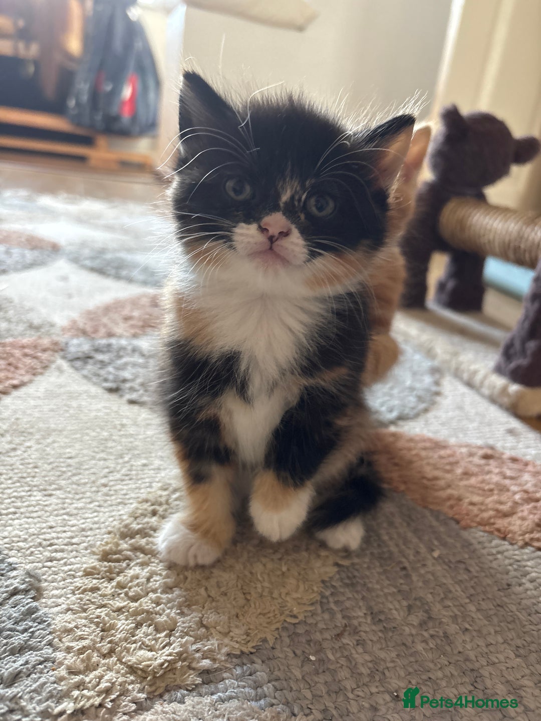 Mixed Breed cats for sale: 3 beautiful kittens for sale.  - Image 14