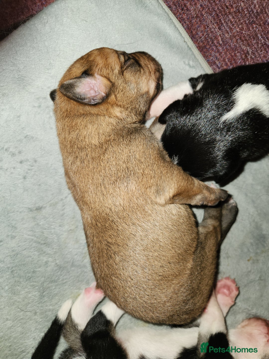 Border Collie dogs for sale: Beautiful border collie pups - Advert 7