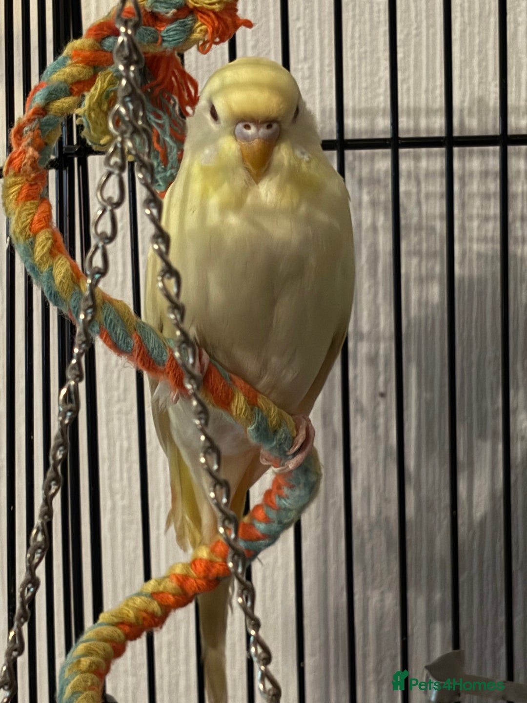 Budgerigars birds for sale: Budgies  - Advert 11