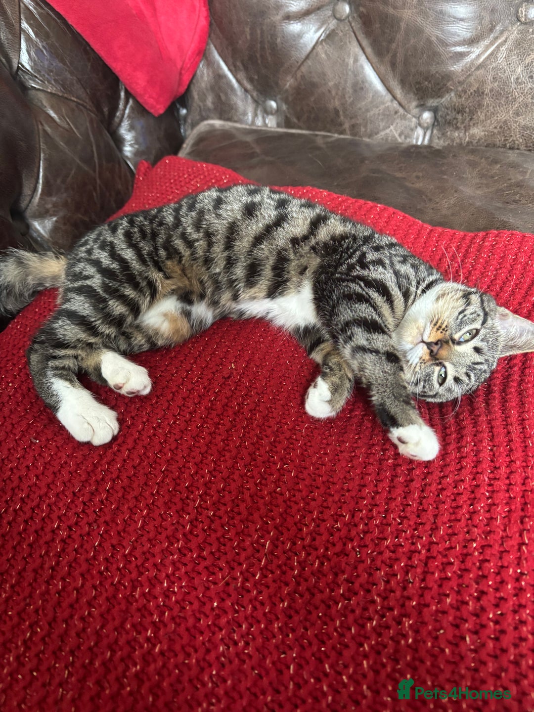 Mixed Breed cats for sale: Grey & White Tabby  - Advert 2