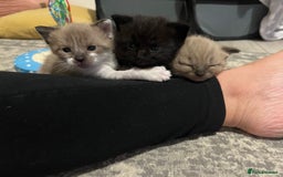 Ragdoll cats for sale: Ragdoll kittens £600-£1,000 - Image 2
