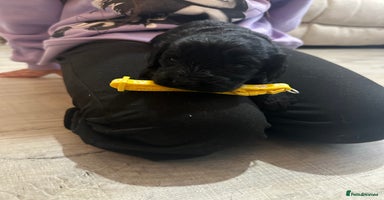 Cockapoo dogs - Advert 8