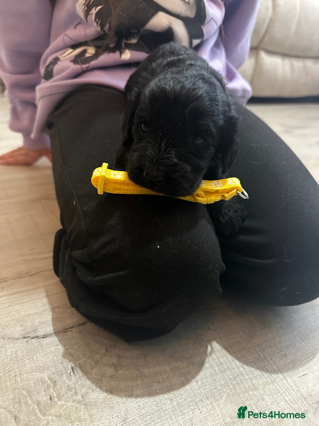 Cockapoo dogs for sale: F1 Cockapoos - Image 3