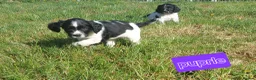 English Springer Spaniel dogs for sale: Fully health tested working springer spaniels  in Buckingham - Advert 9