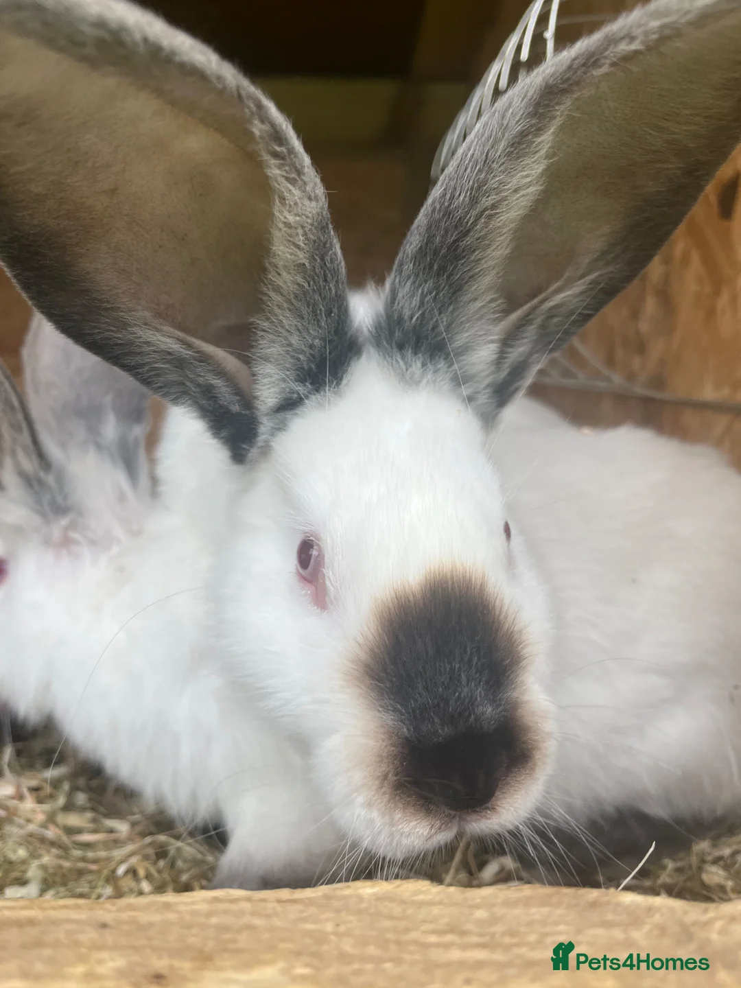 Continental Giant rabbits for sale: Rabbits for sale  - Advert 1