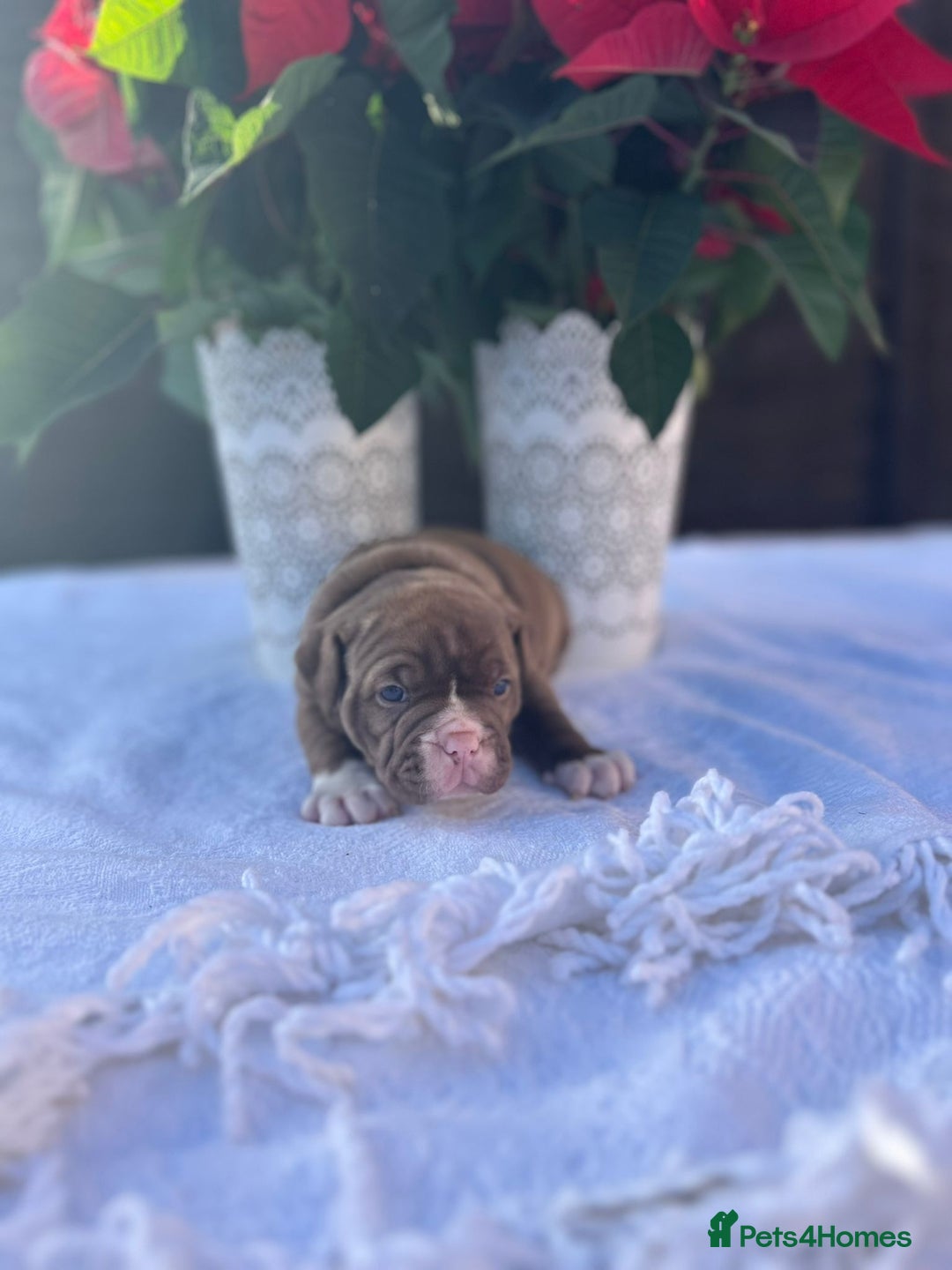 Mixed Breed dogs for sale: Old tyme bulldog x american bulldog puppies - Advert 12