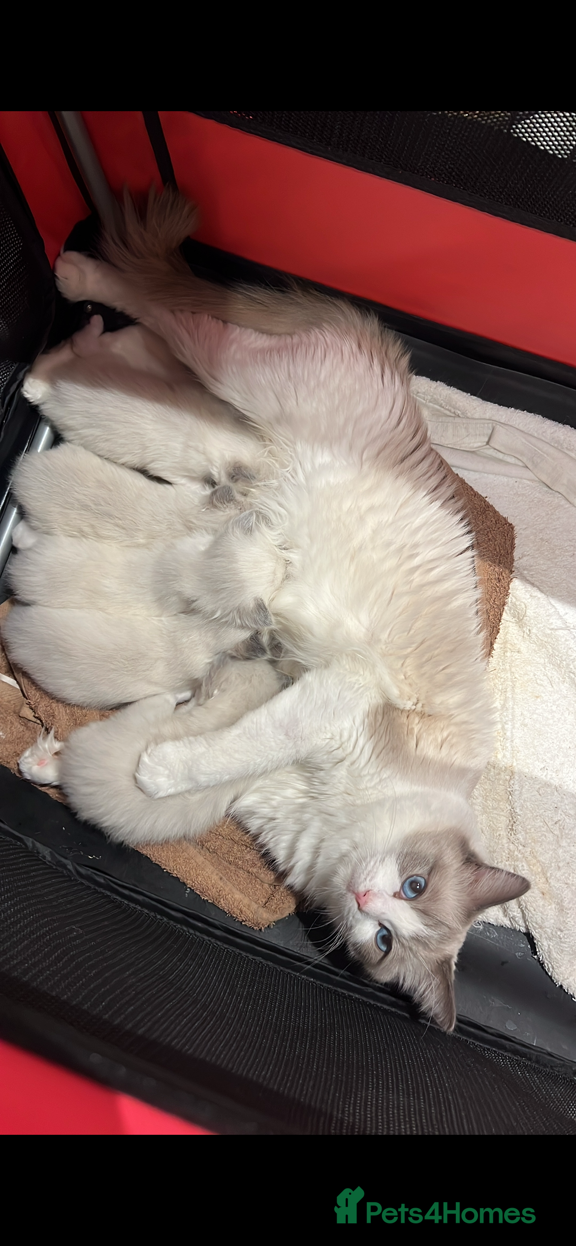 Ragdoll cats 🩷5 Blue Bi-colour Ragdoll girls🩷 - Advert 1