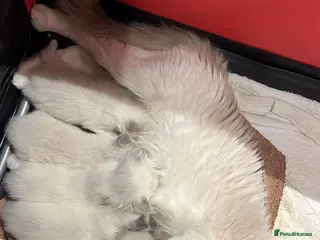 Ragdoll cats 🩷5 Blue Bi-colour Ragdoll girls🩷 - Advert 6