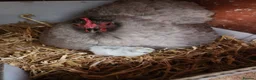 Chickens poultry for sale: Lavender Pekin chicks for sale - Advert 4