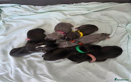 Staffordshire Bull Terrier dogs for sale: STAFFORDSHIRE BULL TERRIOR PUPPIES - Image 3