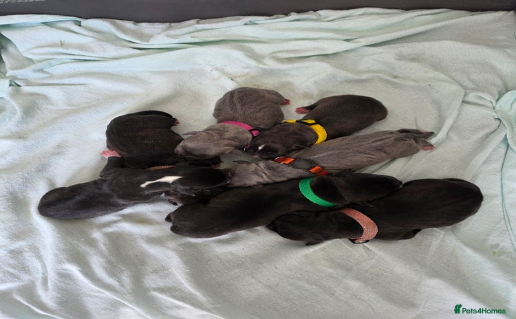 Staffordshire Bull Terrier dogs - Advert 5