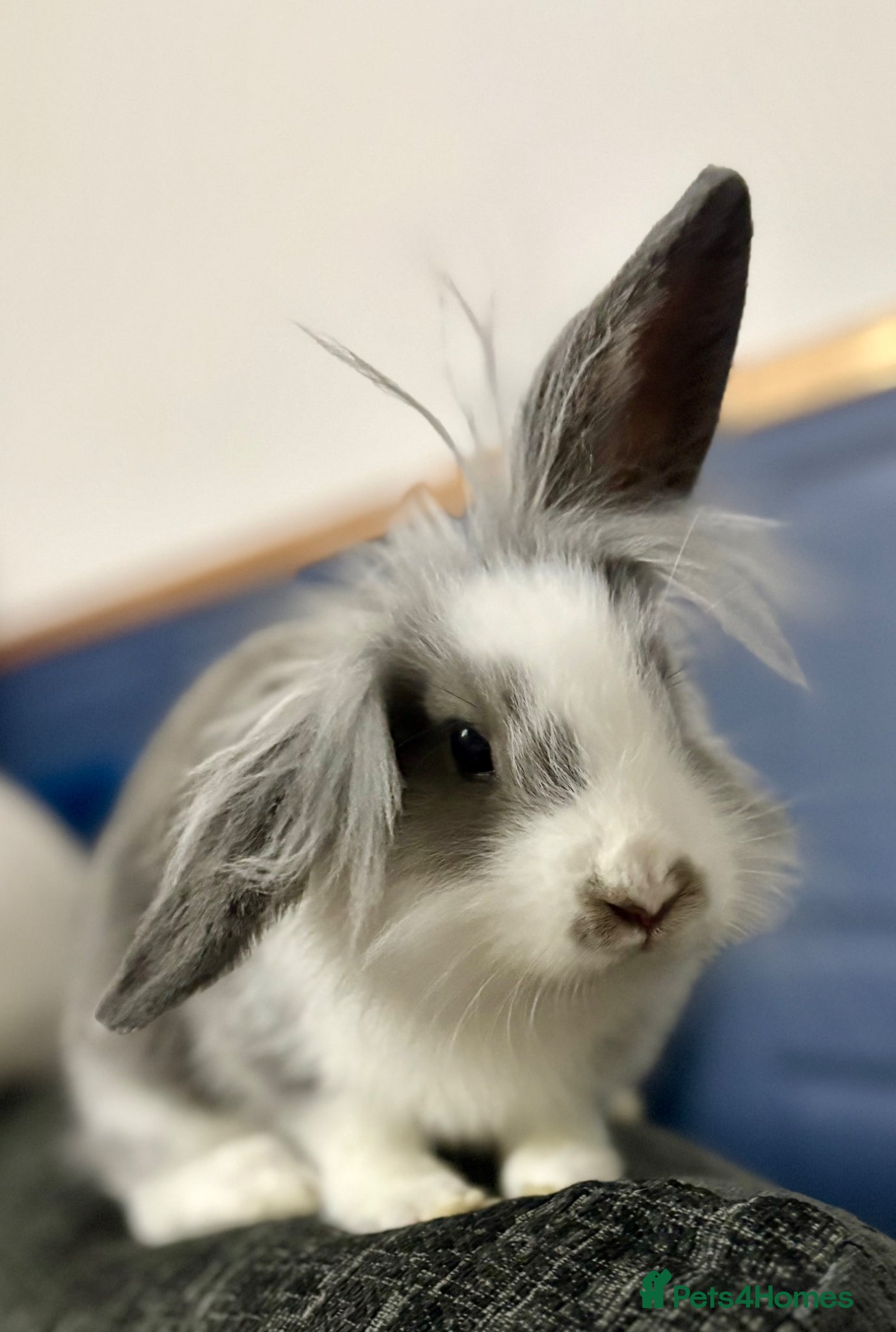 Mixed Breed rabbits for sale: Rabbit needing a new home  in Leicester - Advert 2