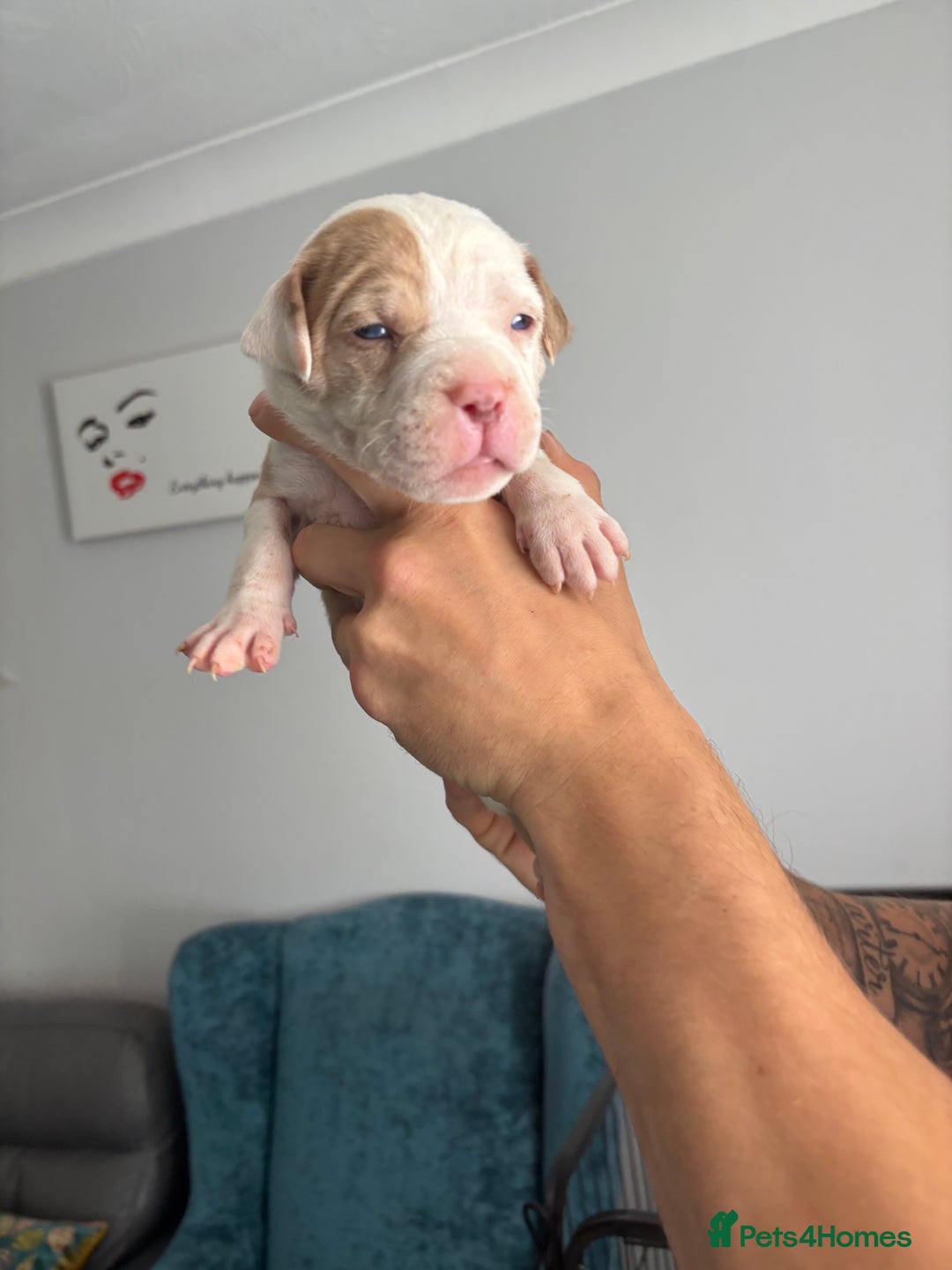 Mixed Breed dogs for sale: American Bulldog X Mastiff mix  - Image 34