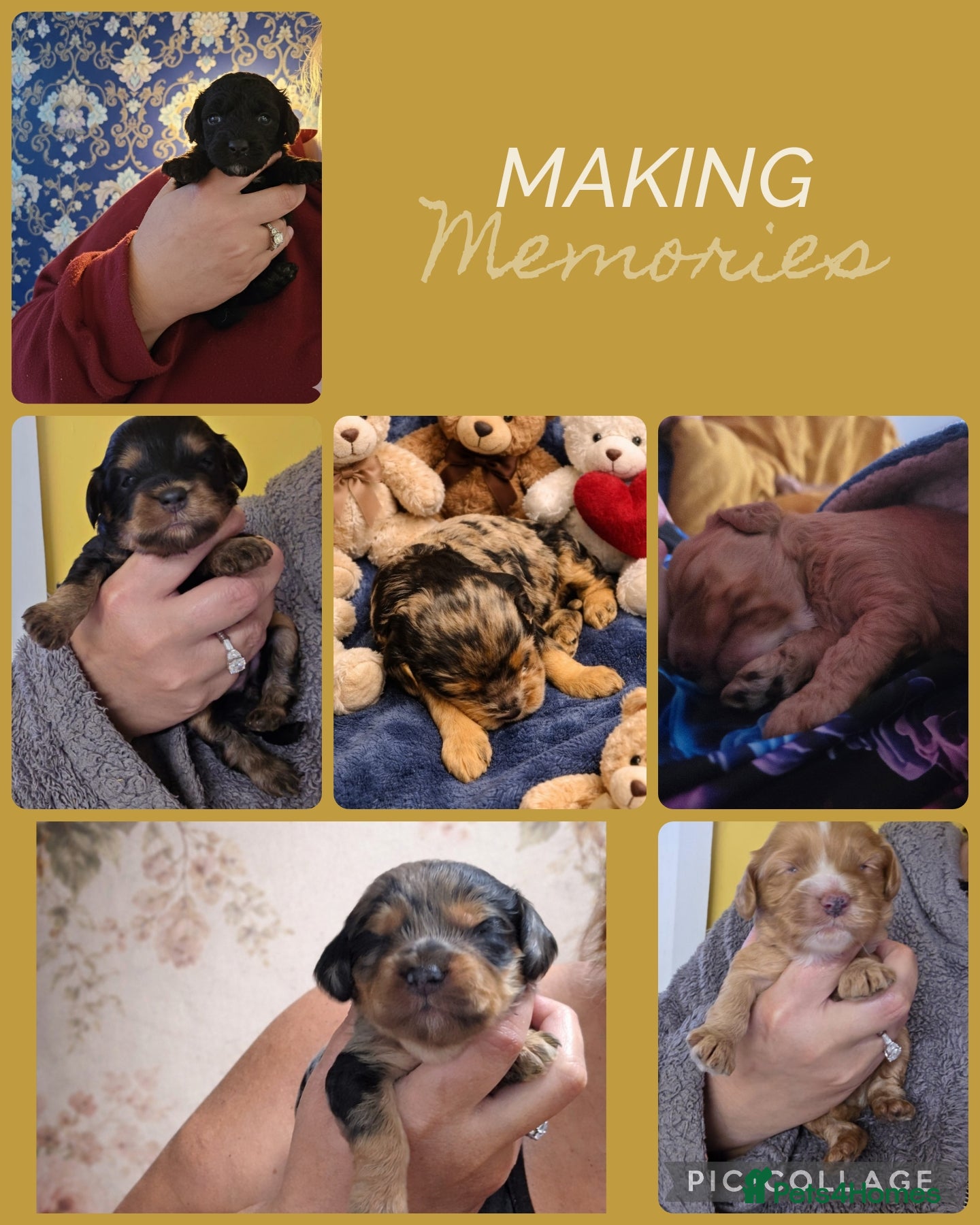 Cockapoo dogs Cockapoo puppies - Advert 12