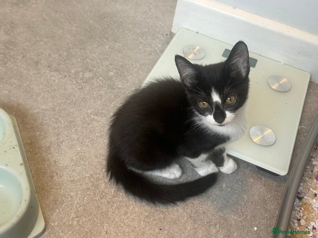 Domestic Shorthair cats for sale: Nwf cross - Image 4