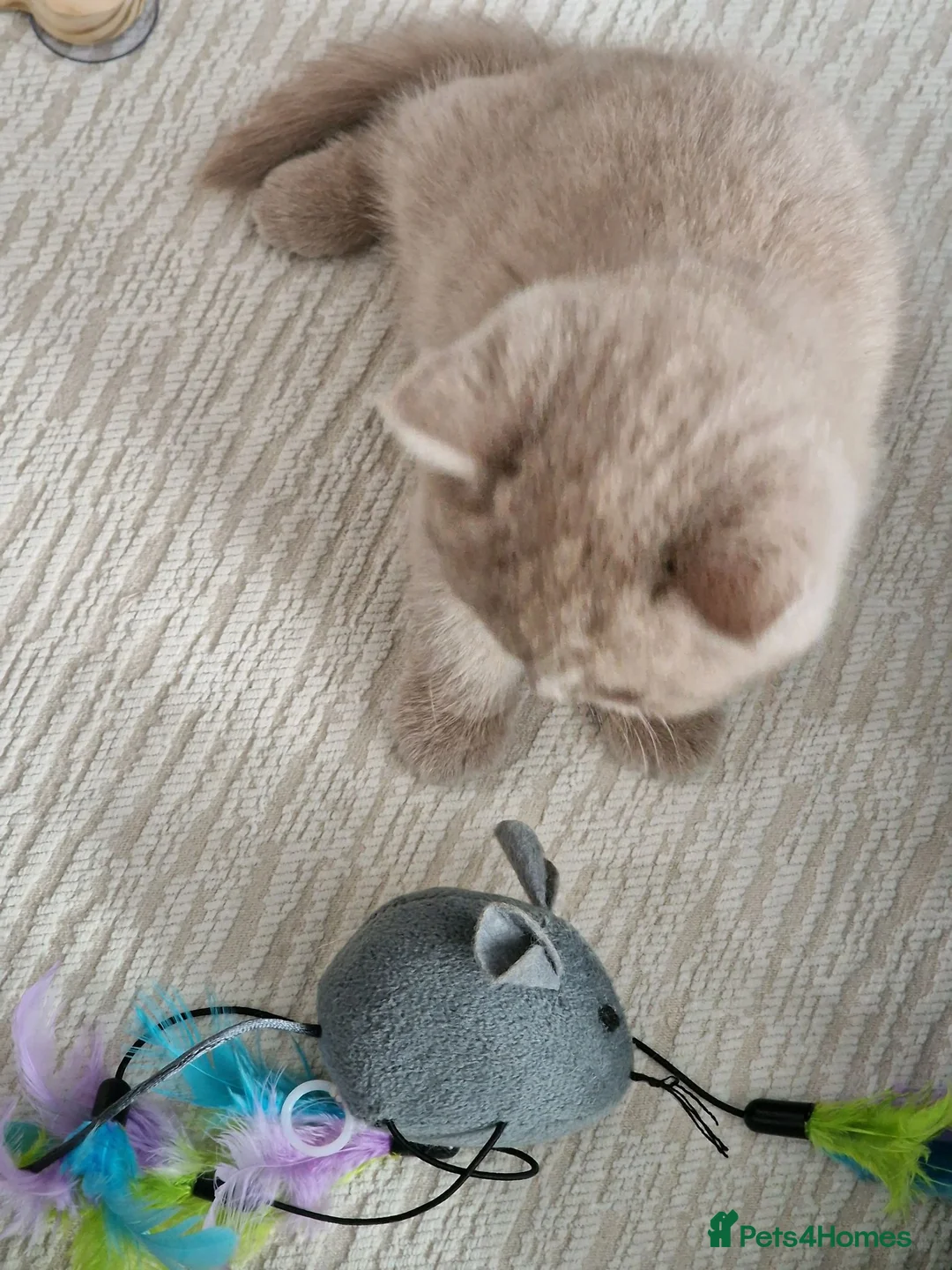 British Shorthair cats for sale: British short hair  - Advert 2