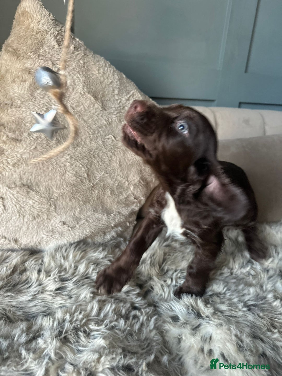 Cocker Spaniel dogs for sale: Working cocker spaniel puppies - Advert 3