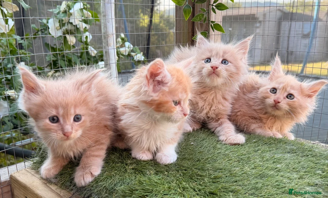 Maine Coon cats for sale: Maine Coon Kittens can be TICA reg  in Dorking - Advert 1