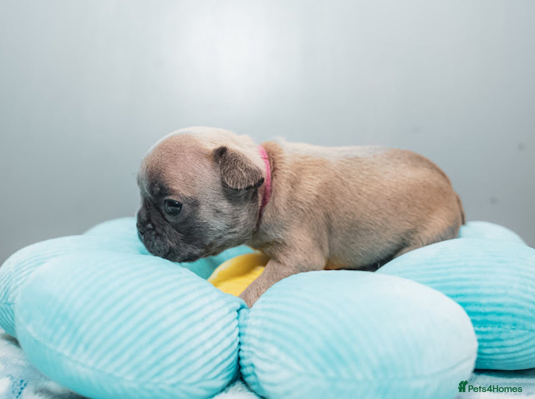 French Bulldog dogs for sale: 5 boys and 3 girls - DEPOSITS BEING TAKEN - Advert 21