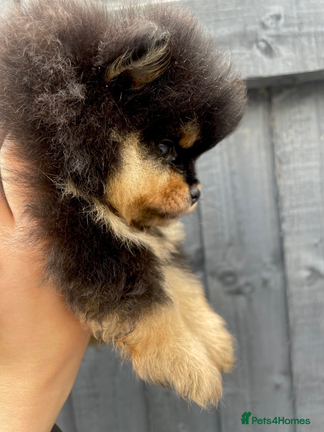 Pomeranian dogs for stud: Orange Pomeranian KC Registered CHAMPION Bloodline in Manchester - Advert 17