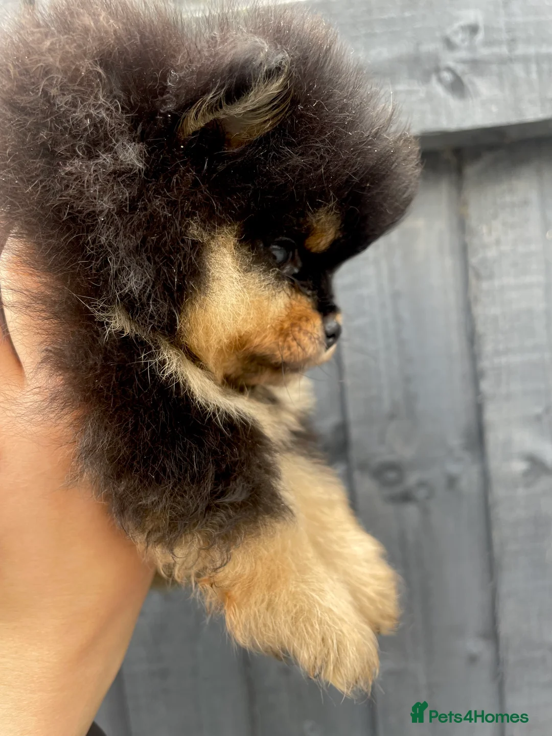 Pomeranian dogs for stud: Orange Pomeranian KC Registered CHAMPION Bloodline in Manchester - Advert 17