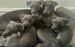 Whippet dogs for sale: KC Registered Blue Laguna Whippets - Image 28