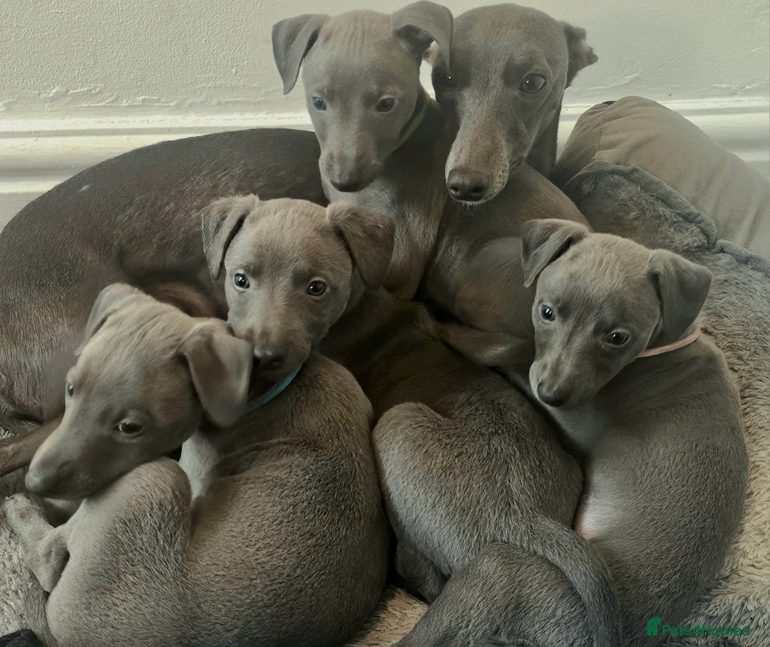 Whippet dogs for sale: KC Registered Blue Laguna Whippets - Image 28