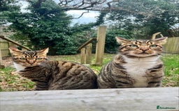Bengal cats for sale: Beautiful Bengal/Tuxedo Cats  - Image 1