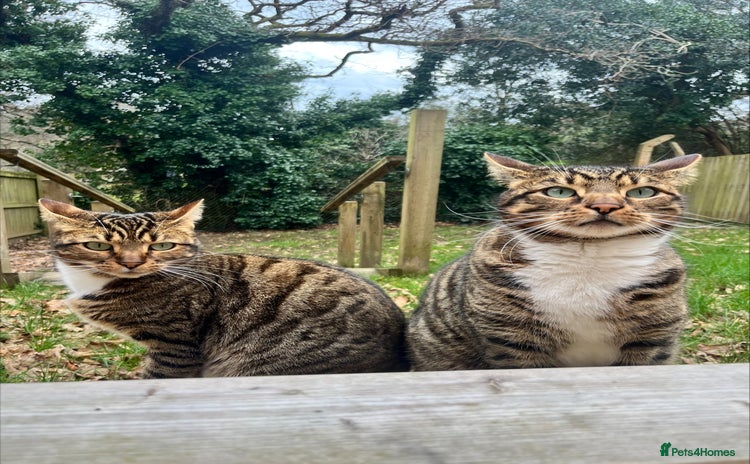 Bengal cats - Advert 3