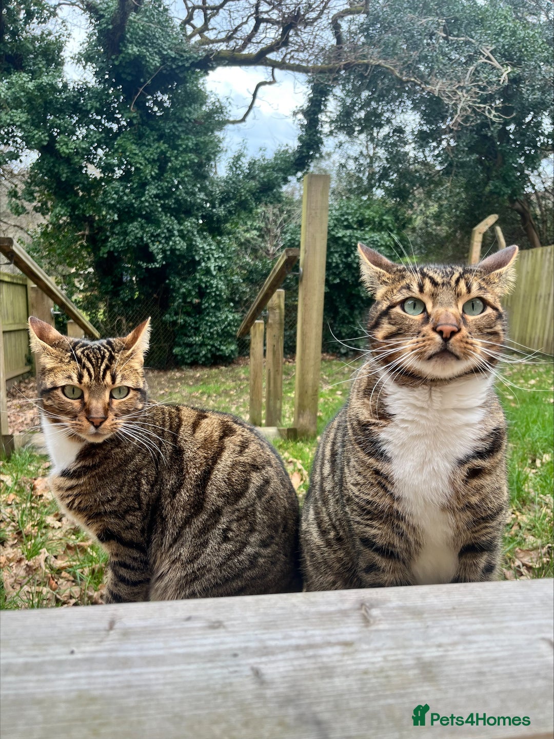 Bengal cats for sale: Beautiful Bengal/Tuxedo Cats  - Image 1