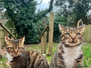 Bengal cats - Advert 3