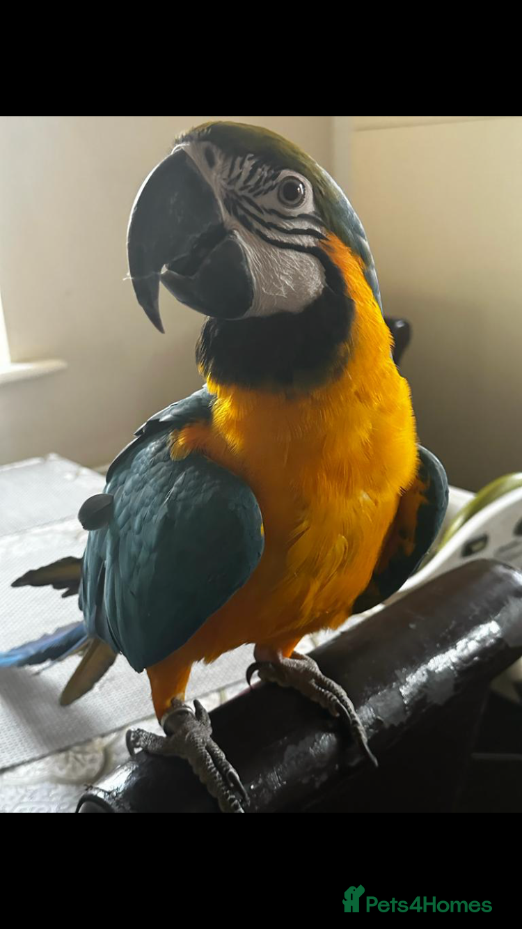 Parrots birds Tame baby blue and gold macaw set up  - Advert 6