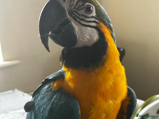 Parrots birds Tame baby blue and gold macaw set up - Advert 6