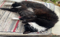 Mixed Breed cats for sale: Part main coon kittens  - Image 11