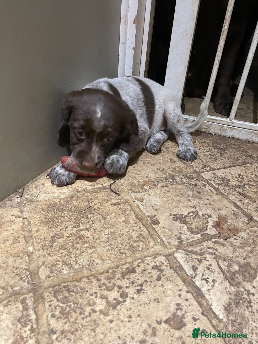 Mixed Breed dogs for sale: Mixed spaniels  - Advert 4