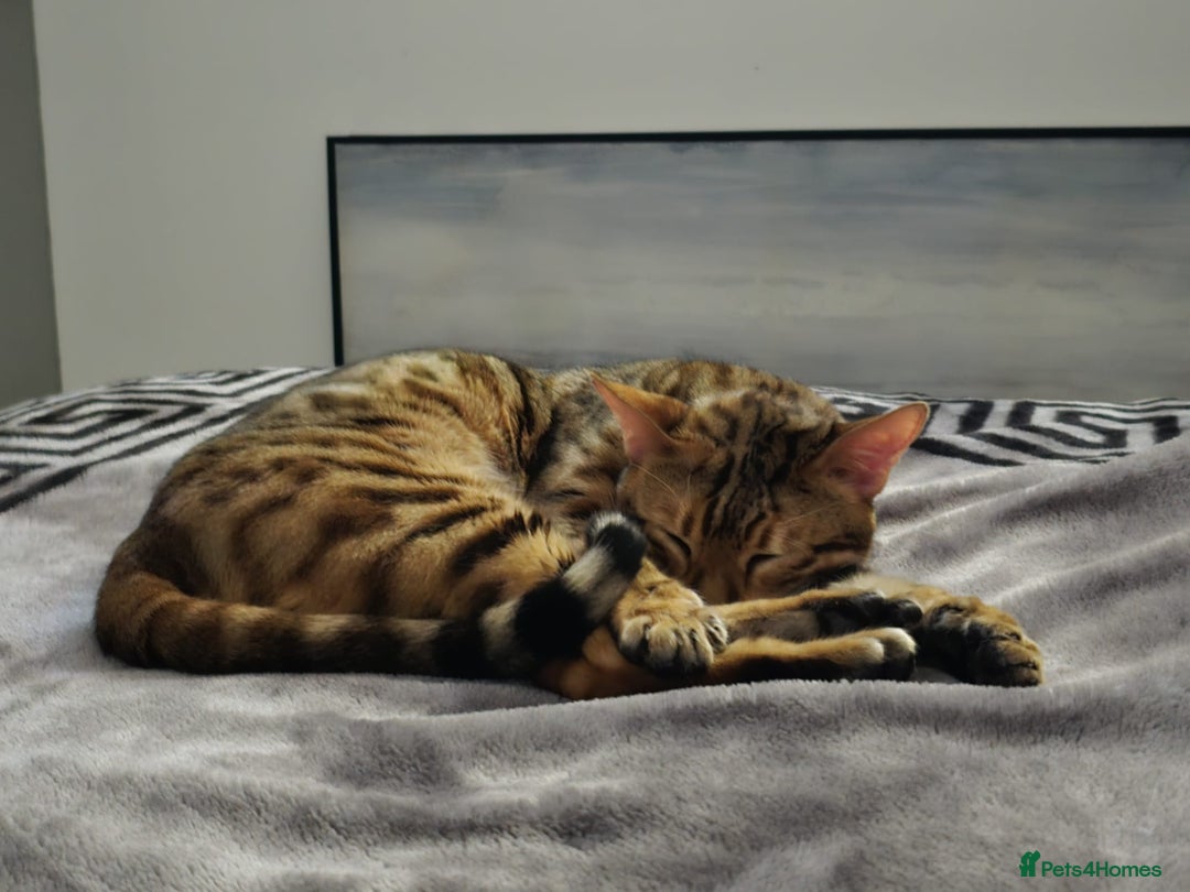 Bengal cats for sale: Beautiful Pure Bengal Boy - Advert 2