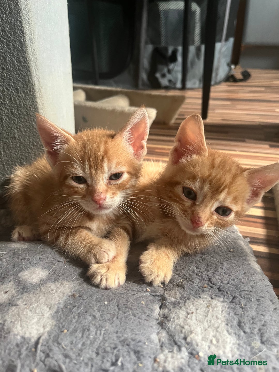 Bengal cats for sale: Bengal Kittens - Image 11