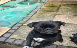 Pug dogs for sale: 2x 14month black pug bitches - Image 11