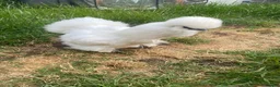 Chickens poultry for sale: Two friendly pet chickens, used to handling - Advert 2
