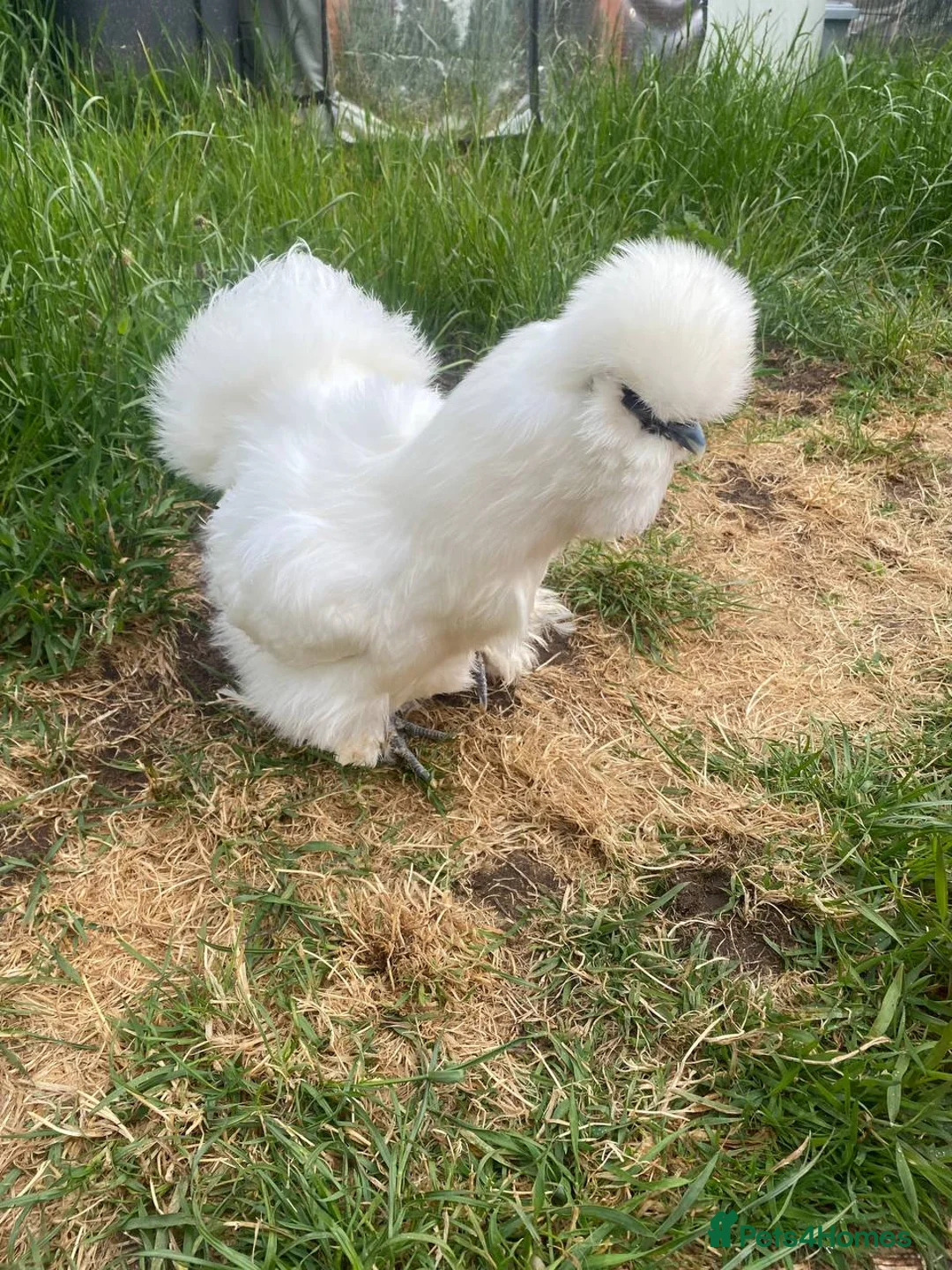 Chickens poultry for sale: Two friendly pet chickens, used to handling - Advert 2