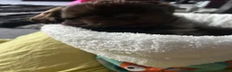 Shih Tzu dogs for sale: Chocolate Imperial Shihtzu - Advert 9