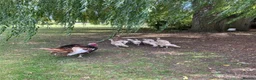 Turkeys poultry for sale: Bourbon Red Turkey poults for sale  in Scarborough - Advert 4