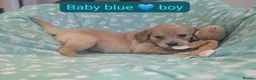 Mixed Breed dogs for sale: Golden Retriever x Irish Setter puppies!! SO CUTE! - Advert 14