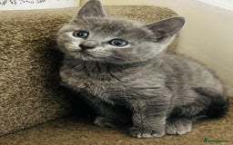 British Shorthair cats for sale: British Shorthair kitten- Female  - Image 1