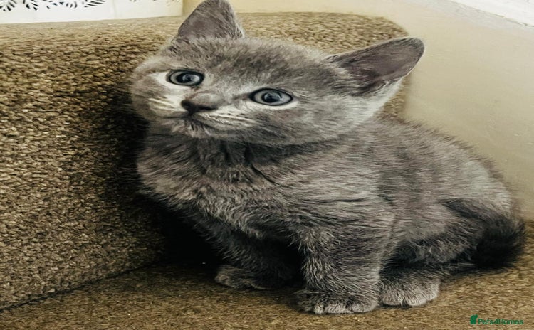 British Shorthair cats - Advert 14