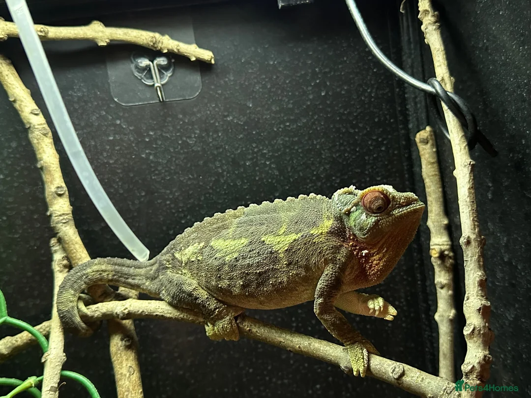 Chameleon reptiles for sale: Adult Female Jacksons Chameleon  - Advert 2